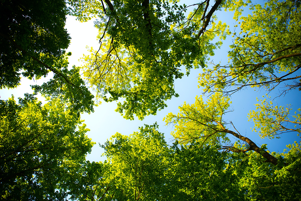 A group of tall green trees with a blue sky in the background.